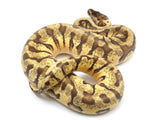 Load image into Gallery viewer, 2022 Female Pastel Hidden Gene Woma Granite Enchi Odium Fader Ball Python