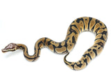 Load image into Gallery viewer, 2022 Female Pastel Microscale Enchi Possible Het Clown Ball Python