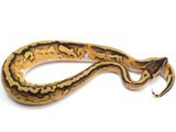 Load image into Gallery viewer, 2022 Female Pastel Pied Het Albino Ball Python
