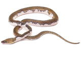 Load image into Gallery viewer, 2022 Female Piebald Reticulated Python