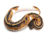 Load image into Gallery viewer, 2022 Female Pied Het Albino Ball Python