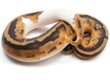 Load image into Gallery viewer, 2022 Female Pied Het Albino Ball Python