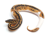 Load image into Gallery viewer, 2022 Female Pied Het Albino Ball Python