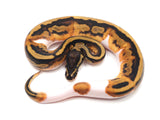 Load image into Gallery viewer, 2022 Female Pied Possible Leopard Ball Python