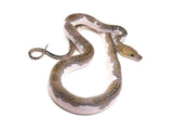 Load image into Gallery viewer, 2022 Female Pied Reticulated Python