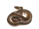 Load image into Gallery viewer, 2022 Female Pied Reticulated Python