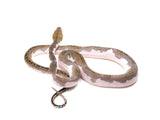 Load image into Gallery viewer, 2022 Female Pied Reticulated Python