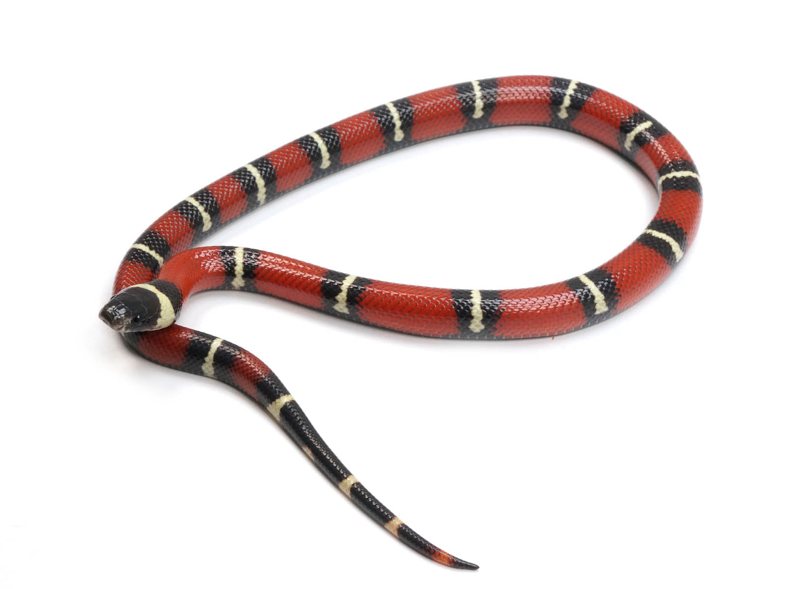 Two Snake Alpha Two Headed Albino Milk Snake