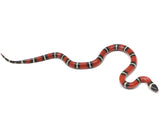 Load image into Gallery viewer, 2022 Female Possible Het Albino Possible Het Splotched Sinaloan Milk Snake