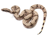 Load image into Gallery viewer, 2022 Female South Brazilian Boa Constrictor Amarali - Kerry King Stock