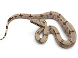 Load image into Gallery viewer, 2022 Female South Brazilian Boa Constrictor Amarali - Kerry King Stock