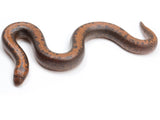 Load image into Gallery viewer, 2022 Female Striped Kenyan Sand Boa