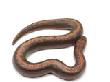 Load image into Gallery viewer, 2022 Female Striped Kenyan Sand Boa