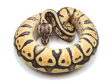 Load image into Gallery viewer, 2022 Female Super Pastel Het Ghost Ball Python