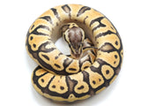 Load image into Gallery viewer, 2022 Female Super Pastel Het Ghost Ball Python