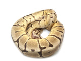 Load image into Gallery viewer, 2022 Female Vanilla Spider Yellowbelly Fader Ball Python