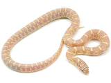 Load image into Gallery viewer, 2022 Male Albino Florida King Snake