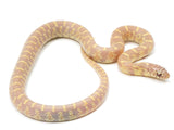 Load image into Gallery viewer, 2022 Male Albino Florida King Snake