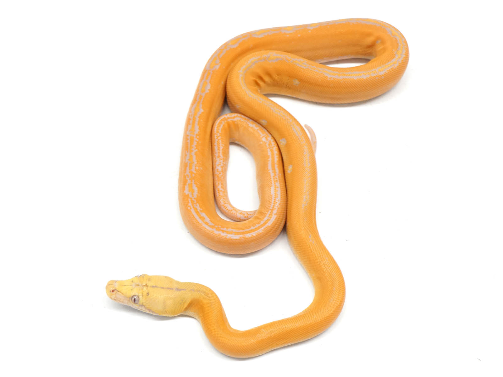 Albino Sunfire Reticulated Python