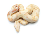 Load image into Gallery viewer, 2022 Male Albino IMG Boa Constrictor