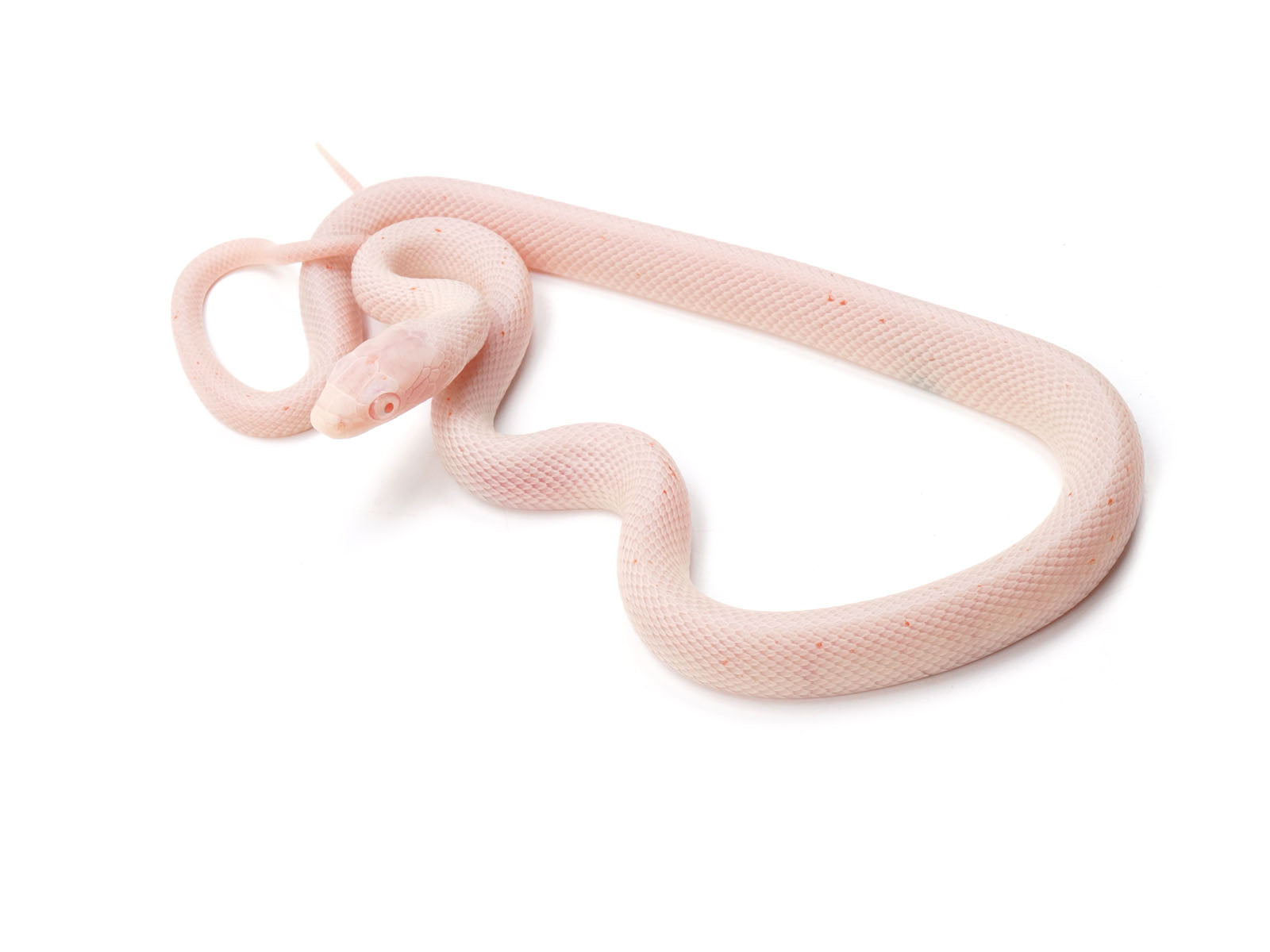 Pink Corn Snake