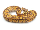 Load image into Gallery viewer, 2022 Male Black Back Ultramel Ball Python