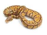 Load image into Gallery viewer, 2022 Male Black Back Ultramel Ball Python