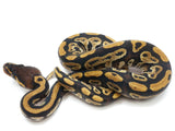 Load image into Gallery viewer, 2022 Male Bongo Het Clown 66% Possible Het Hypo Ball Python