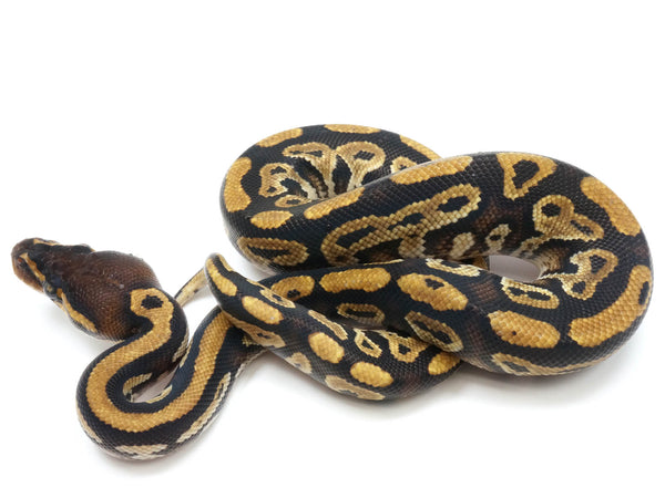 2022 Male Bongo Het Clown 66% Possible Het Hypo Ball Python