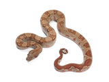 Load image into Gallery viewer, 2022 Male Burke T+ Hypo Boa Constrictor