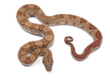 Load image into Gallery viewer, 2022 Male Burke T+ Hypo Boa Constrictor