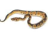 Load image into Gallery viewer, 2022 Male Clown Ball Python