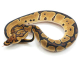 Load image into Gallery viewer, 2022 Male Clown Ball Python