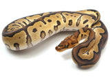 Load image into Gallery viewer, 2022 Male Clown Ball Python.