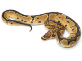 Load image into Gallery viewer, 2022 Male Clown Ball Python