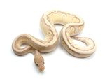 Load image into Gallery viewer,  2022 Male Coral Glow Hidden Gene Woma Granite Mojave Fader Ball Python