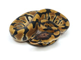Load image into Gallery viewer, 2022 Male Crypton Ball Python