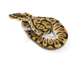 Load image into Gallery viewer, 2022 Male Crypton Ball Python