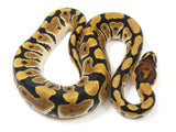 Load image into Gallery viewer, 2022 Male Crypton Ball Python