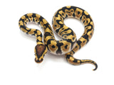 Load image into Gallery viewer, 2022 Male Crypton Ball Python