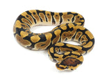 Load image into Gallery viewer, 2022 Male Crypton Ball Python