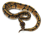 Load image into Gallery viewer, 2022 Male Enchi Het Genetic Stripe Het Pied Ball Python