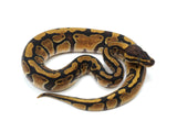 Load image into Gallery viewer, 2022 Male Enchi Het Genetic Stripe Het Pied Ball Python
