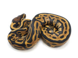 Load image into Gallery viewer, 2022 Male Enchi Leopard EMG Possible Het Pied Ball Python