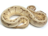 Load image into Gallery viewer, 2022 Male Enchi Spider Super Stripe Odium Ball Python 