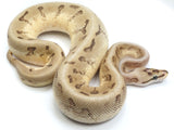 Load image into Gallery viewer, 2022 Male Enchi Spider Super Stripe Odium Ball Python 