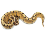 Load image into Gallery viewer, 2022 Male Enchi Vanilla Spider Ball Python