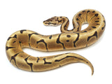 Load image into Gallery viewer, 2022 Male Enchi Vanilla Spider Ball Python