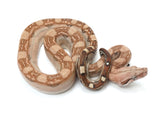 Load image into Gallery viewer, 2022 Male Fire Aztec Het Kahl Albino Boa Constrictor