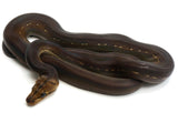 Load image into Gallery viewer, 2022 Male Golden Child Phantom Anthrax Reticulated Python